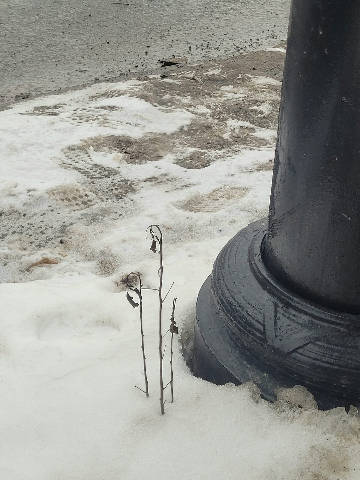 Corner of Sherbrooke Ave and Boulevard Saint Laurent, Montreal, 02/17