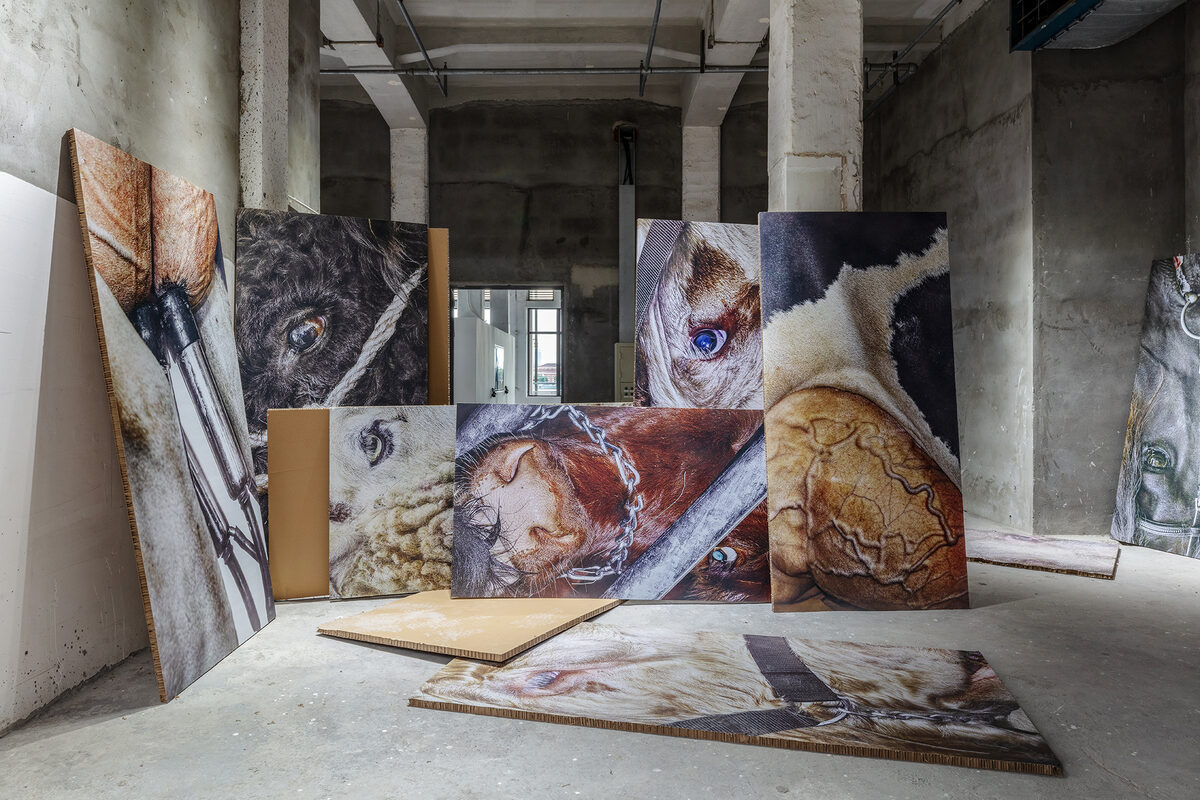 Satoshi Fujiwara, *[Animal Material II](\artworks\8fc14cb7-2d76-4189-506d-08dea6814a2a)*, 2024, installation view in Shanghai International Photography Art Exhibition, part of Shanghai International Photography Festival. Curated by Joanna Fu.